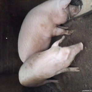 porci de vanzare  - imagine 2