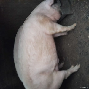 porci de vanzare  - imagine 3