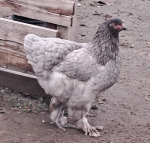 Gaini rasa Brahma  - imagine 2