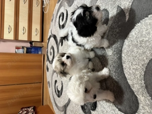 Vând bichoni maltezi. 2 femele și 1 mascul  - imagine 2