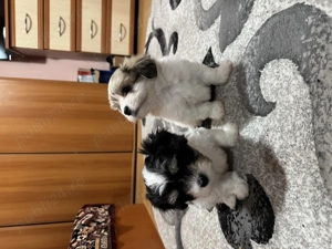 Vând bichoni maltezi. 2 femele și 1 mascul 