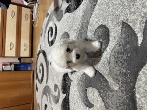 Vând bichoni maltezi. 2 femele și 1 mascul  - imagine 4