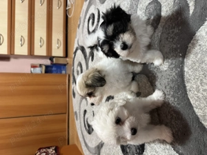 Vând bichoni maltezi. 2 femele și 1 mascul  - imagine 5