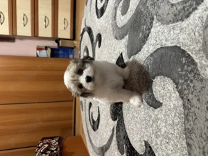 Vând bichoni maltezi. 2 femele și 1 mascul  - imagine 3