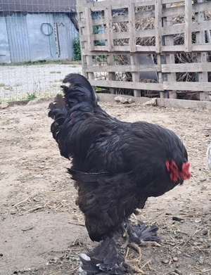 Gaini rasa Brahma  - imagine 5