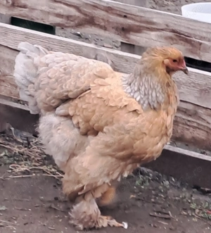 Gaini rasa Brahma  - imagine 4