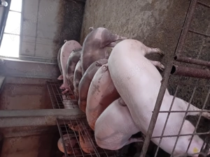 Porci de vanzare...... - imagine 3