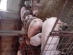 Porci de vanzare...... - imagine 2