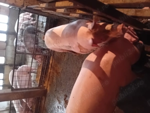 Porci de vanzare.......... - imagine 4