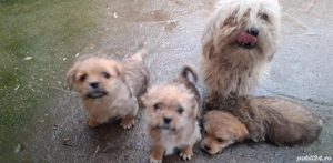 Donez 4 căței - imagine 2