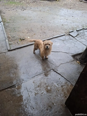 Donez 4 căței - imagine 3