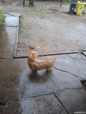 Donez 4 căței - imagine 4