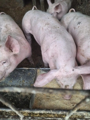 Purcei 7 săptămâni 