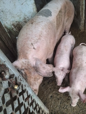 Purcei 7 săptămâni  - imagine 3