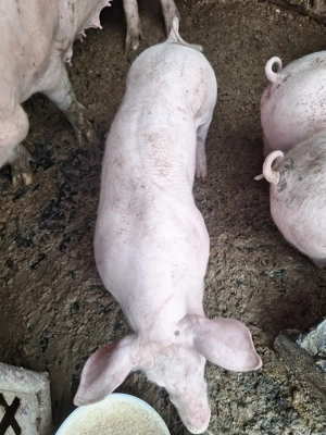 Purcei 7 săptămâni  - imagine 5