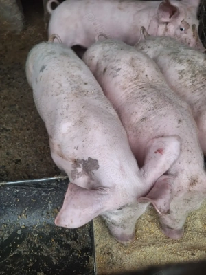 Purcei 7 săptămâni  - imagine 2