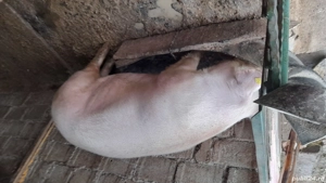 Porc de vânzare! - imagine 3