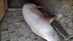 Porc de vânzare! - imagine 2