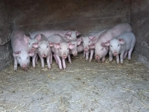 Vând 5 perechi de purcei  - imagine 2