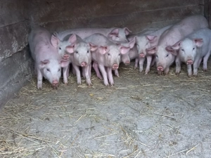 Vând 5 perechi de purcei  - imagine 5