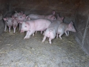 Vând 5 perechi de purcei  - imagine 3