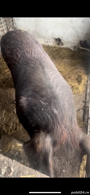 porc duroc - imagine 2