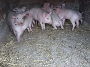 Vând purcei  de 3 luni și de 2 luni 