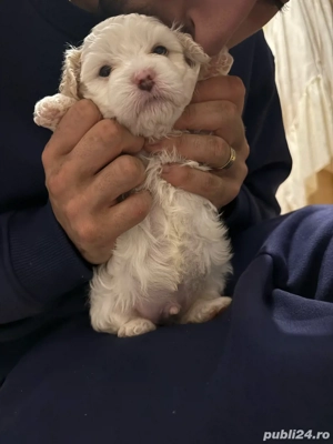 Vand Pui Bichon Maltez - imagine 5