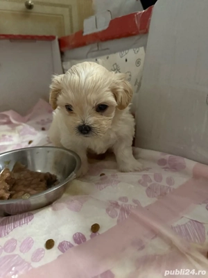 Vand Pui Bichon Maltez - imagine 4