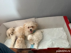Vand Pui Bichon Maltez - imagine 3