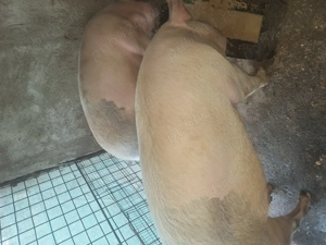 Vand porci crescuti bio