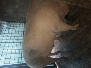 Vand porci crescuti bio - imagine 2