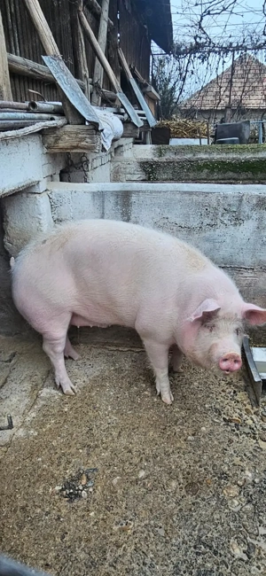 Vand porc aprox 200kg - imagine 2