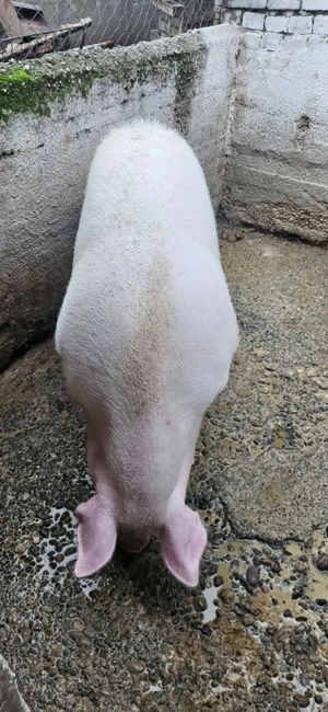Vand porc aprox 200kg - imagine 4