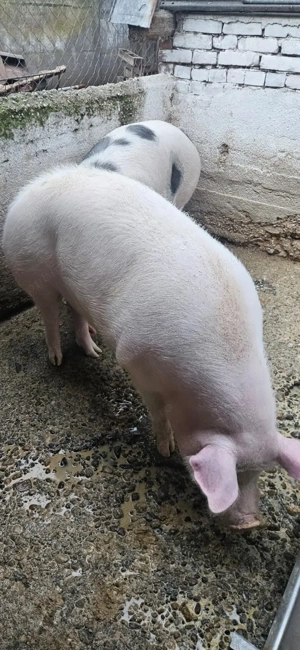 Vand porc aprox 200kg - imagine 5