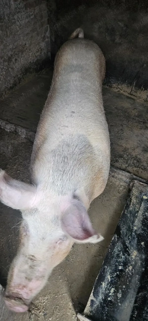 Vand porc aprox 200kg - imagine 3