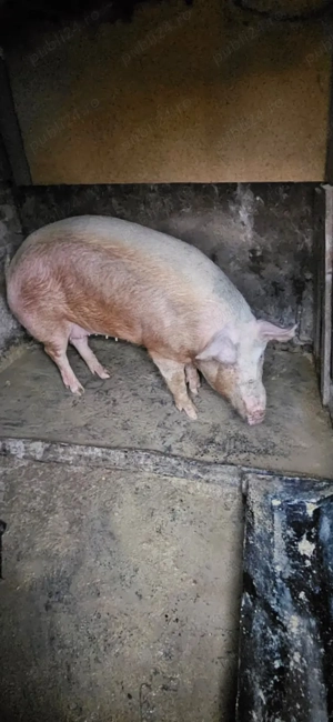 Vand porc aprox 200kg - imagine 4