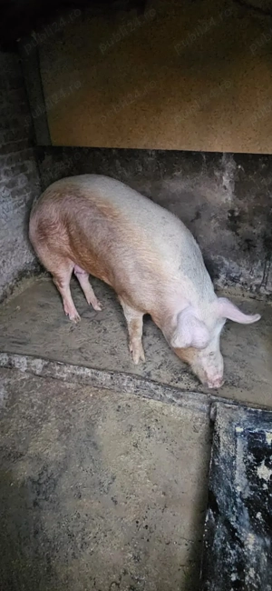 Vand porc aprox 200kg