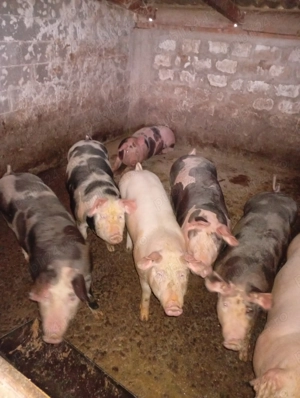 vând porci de carne 100 kg bucata 15 leikg 