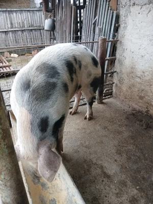 Vând porc românesc de carne - imagine 3