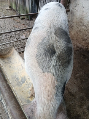 Vând porc românesc de carne - imagine 2