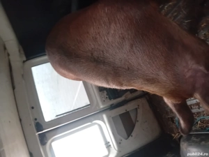 vand purcia - imagine 2