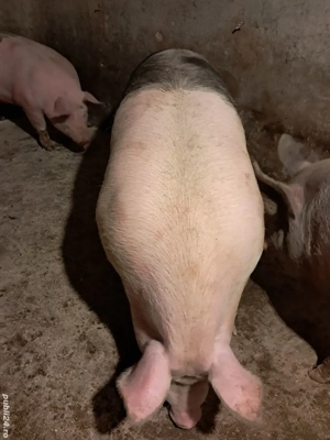 porc viu sau carcasă  - imagine 4