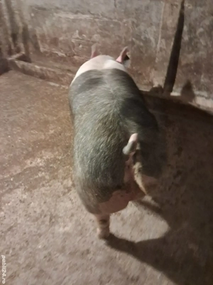 porc viu sau carcasă  - imagine 3