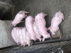 Purcei de vanzare - imagine 3