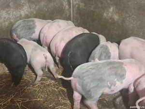 purcei 9 săptămâni  - imagine 2