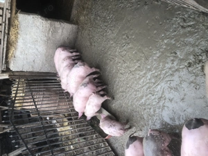 Purcei de vanzare - imagine 2