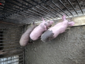 Purcei de vanzare - imagine 4