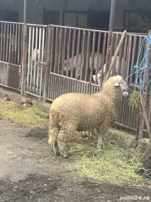 berbecuț.. - imagine 3