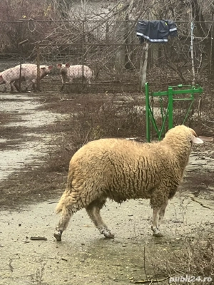 berbecuț.. - imagine 4